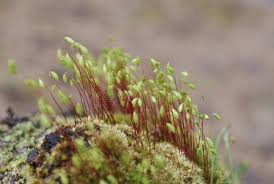 Attēlu rezultāti vaicājumam “Bryum amblyodon”