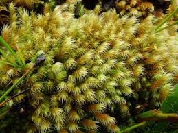 Attēlu rezultāti vaicājumam “Philonotis sporophyte”