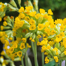 Image result for Primula veris