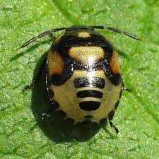 Attēlu rezultāti vaicājumam “Tritomegas bicolor imago”