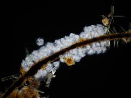 Attēlu rezultāti vaicājumam “Paradiacheopsis sp.”