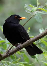 Attēlu rezultāti vaicājumam “Turdus merula male”