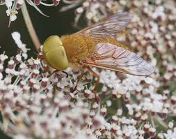 Attēlu rezultāti vaicājumam “Atylotus sp.”
