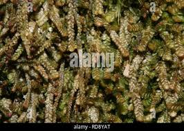 Attēlu rezultāti vaicājumam “Anastrophyllum minutum”