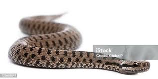 Attēlu rezultāti vaicājumam “Vipera berus”