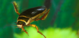 Attēlu rezultāti vaicājumam “Dytiscidae”