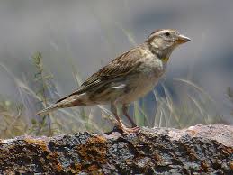 Image result for Petronia petronia