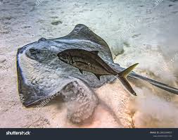 Image result for Hypanus americanus