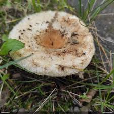 Attēlu rezultāti vaicājumam “Fuligo licentii”