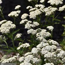 Image result for Achillea millefolium