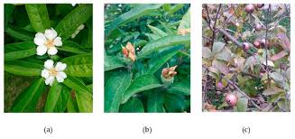 Attēlu rezultāti vaicājumam “Mespilus germanica leaf”