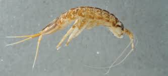 Attēlu rezultāti vaicājumam “Asellus aquaticus”