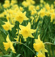 Carol's Corner: POETRY FRIDAY- DAFFODILS