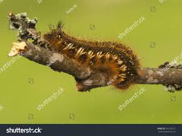 Attēlu rezultāti vaicājumam “Euthrix potatoria larva”