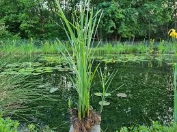 Attēlu rezultāti vaicājumam “Sparganium erectum aggr. leaf”
