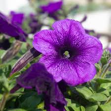 Image result for Petunia