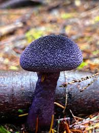 Attēlu rezultāti vaicājumam “Cortinarius violaceus”