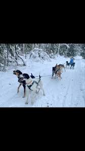 Image result for Team Ice Fire British Sled Dog Racing Team