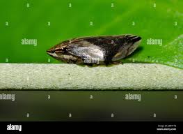 Attēlu rezultāti vaicājumam “Aphrophoridae”