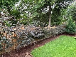 Attēlu rezultāti vaicājumam “Fagus sylvatica”