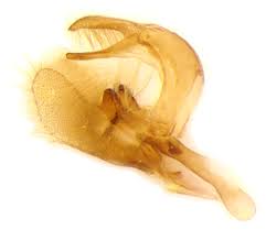 Attēlu rezultāti vaicājumam “Catoptria falsella”