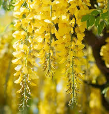 Attēlu rezultāti vaicājumam “Laburnum alpinum flower”