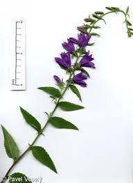 Image result for Campanula rapunculoides