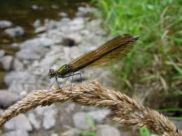 Attēlu rezultāti vaicājumam “Calopteryx virgo female”