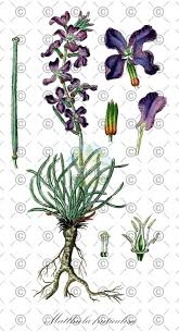 Attēlu rezultāti vaicājumam “Lunaria rediviva fruit”