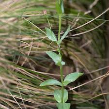 Attēlu rezultāti vaicājumam “Centaurium erythraea bud”