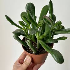 Image result for Crassula hobbit