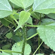 Attēlu rezultāti vaicājumam “Urticaceae”