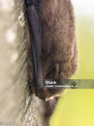 Attēlu rezultāti vaicājumam “Pipistrellus nathusii”