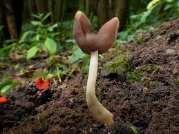 Attēlu rezultāti vaicājumam “Helvella elastica”