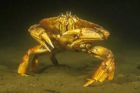 Image result for Metacarcinus magister