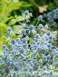 Attēlu rezultāti vaicājumam “Eryngium planum leaf”