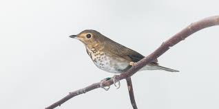 Image result for Catharus ustulatus