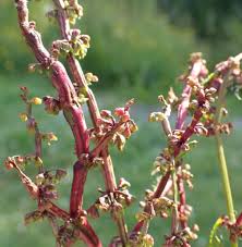 Attēlu rezultāti vaicājumam “Rumex obtusifolius flower”