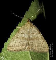 Attēlu rezultāti vaicājumam “Herminia tarsicrinalis”