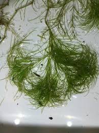 Attēlu rezultāti vaicājumam “Najas minor”