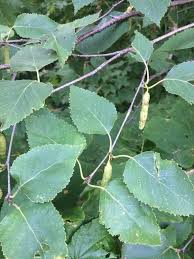 Attēlu rezultāti vaicājumam “Betula papyrifera leaf”