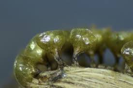 Attēlu rezultāti vaicājumam “Willkommlangea reticulata plasmodium”