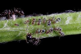 Attēlu rezultāti vaicājumam “Chaitophorus populeti”