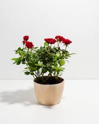 Image result for Red Rose Cc