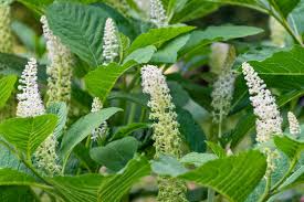 Attēlu rezultāti vaicājumam “Phytolacca acinosa leaf”