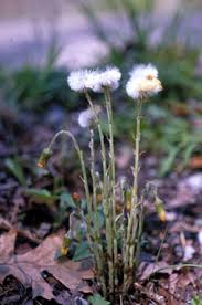 Attēlu rezultāti vaicājumam “Tussilago farfara bud”