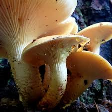 Attēlu rezultāti vaicājumam “Lentinus lepideus”