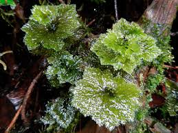 Attēlu rezultāti vaicājumam “Riccardia multifida”