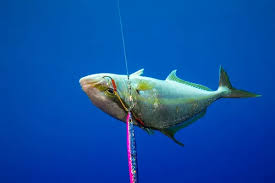 Image result for Seriola rivoliana