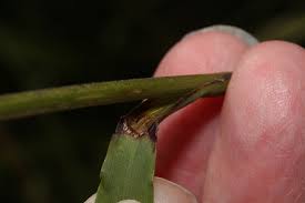 Attēlu rezultāti vaicājumam “Bromopsis benekenii”